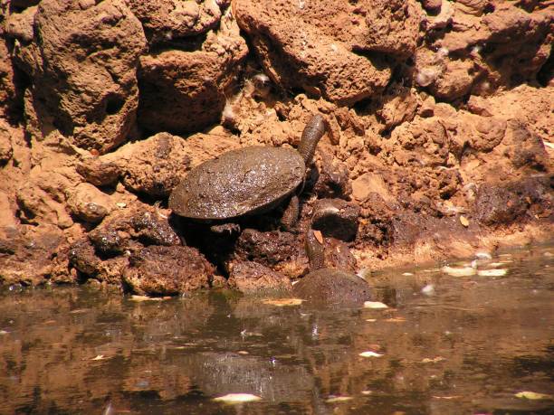 istock River Turtles Negev desert Israel 1810307447