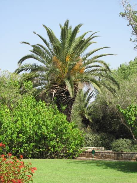 istock Big tropical tree palm green leaves garden 1810334788