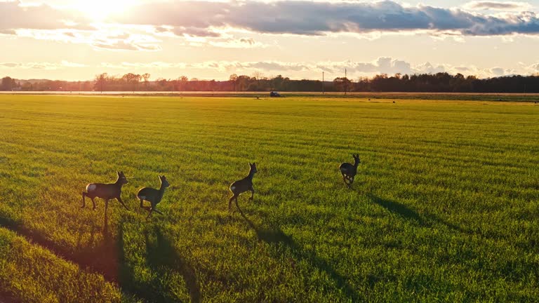 AERIAL Drone Shot of Herd of Deer Running on Green Field in Village Under Sky at Sunrise