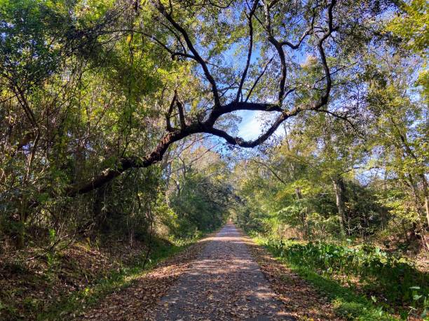 istock West Ashley Greenway in Charleston, South Carolina 1810369295