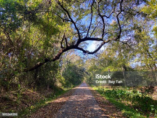 West Ashley Greenway In Charleston South Carolina Stock Photo - Download Image Now - Beauty, Beauty In Nature, Bicycle Lane