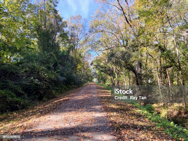 West Ashley Greenway In Charleston South Carolina Stock Photo - Download Image Now - Beauty, Beauty In Nature, Bicycle Lane
