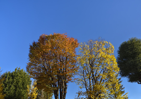 Autumn season trees and blue sky. Tokyo Japan.