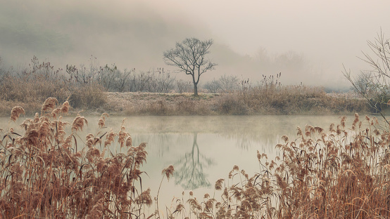 Calm lake in fog. Overcast autumn sky. Reflections of common reed and a lime tree on water surface.