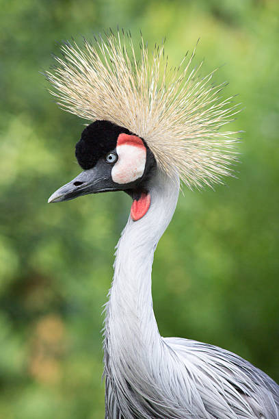 istock Close up of grey crowned crane 181039531
