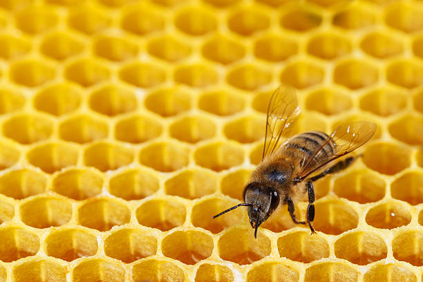Bee stock photo