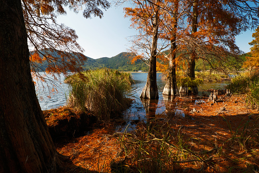 Rakusho growing in Imuta Pond in beautiful autumn