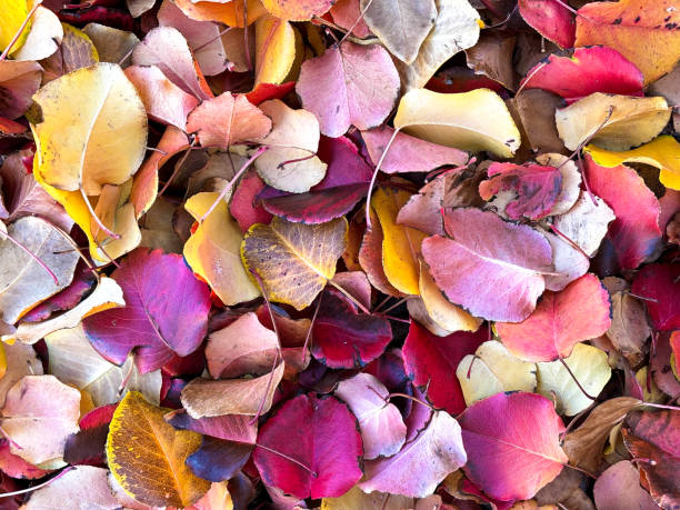 istock Vibrant Colorful Fallen Autumn Leaves Full Frame 1810418185