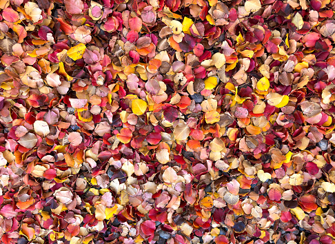 Vibrant Colorful Fallen Autumn Leaves Full Frame. Shot in Santa Fe, NM.