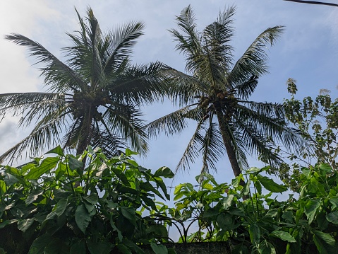 green grass and tall coconut trees