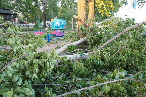 Aftermath of the hurricane July 20, 2023 beach Sremska Mitrovica, Serbia. Broken trees, mess on the streets. Broken branches, bent trunk. Chips and trash. State of emergency after a catastrophic storm