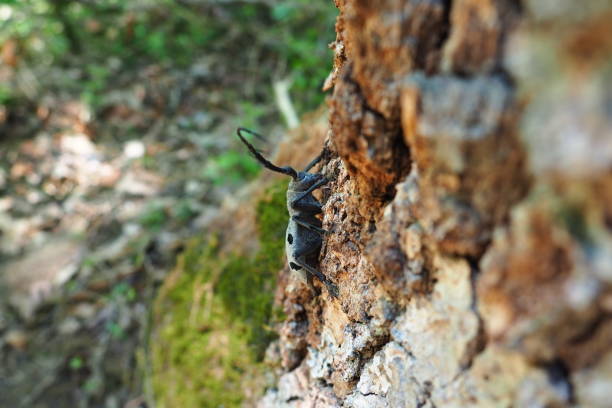 morimus funereus – gatunek chrząszcza z rodziny biegaczowatych i podgatunek chrząszcza z rodziny biegaczowatych i podgatunek morimus asper. piękny gruby szary chrząszcz z długimi wąsami na brązowej korze dębu. fruska gora, serbia, bałkany. - cerambycidae zdjęcia i obrazy z banku zdjęć