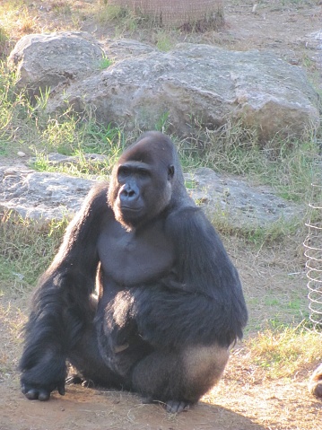 Black Gorillas sits on the ground