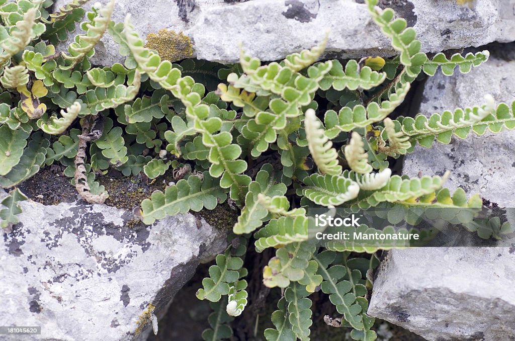 Farne: Rustyback (Ceterach officinarum) - Lizenzfrei Balkan Stock-Foto