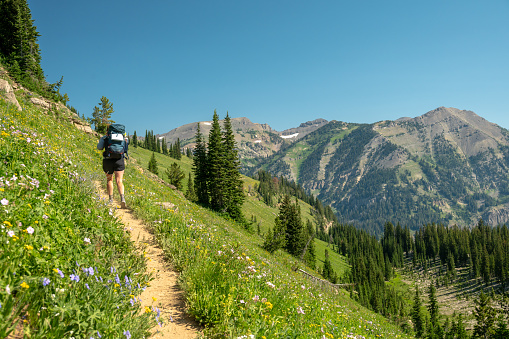 Backpacker Climbs Hill Through Wildflower Meadow In Backcountry in Grand Teton National Park