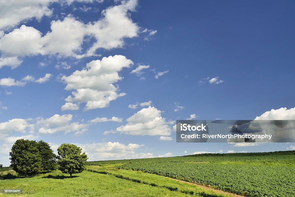 Rolling Farmland, Iowa Cornfields and gently rolling farmland in Iowa. Nice agricultural background.  Agricultural Field Stock Photo
