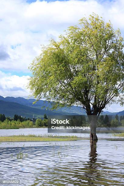 Árvores Na Água - Fotografias de stock e mais imagens de Ao Ar Livre - Ao Ar Livre, Beleza natural, Cena Não Urbana