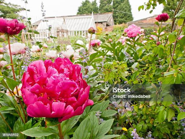 Peonia Rossa - Fotografie stock e altre immagini di Aiuola - Aiuola, Close-up, Composizione orizzontale