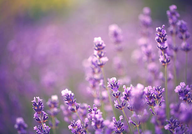 Lavender stock photo