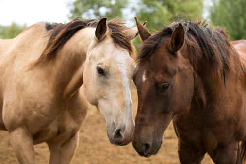 Two horses rubbing noses in a paddock on a ranch in Montana.
