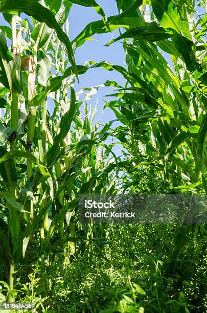 Maispflanzen In Zwei Reihen Stockfoto und mehr Bilder von Agrarbetrieb - Agrarbetrieb, Blatt - Pflanzenbestandteile, Feld