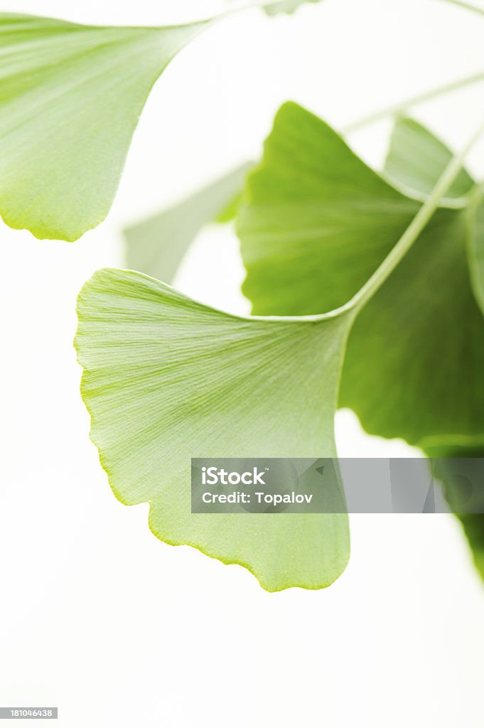 Ginkgo Blätter - Lizenzfrei Ast - Pflanzenbestandteil Stock-Foto