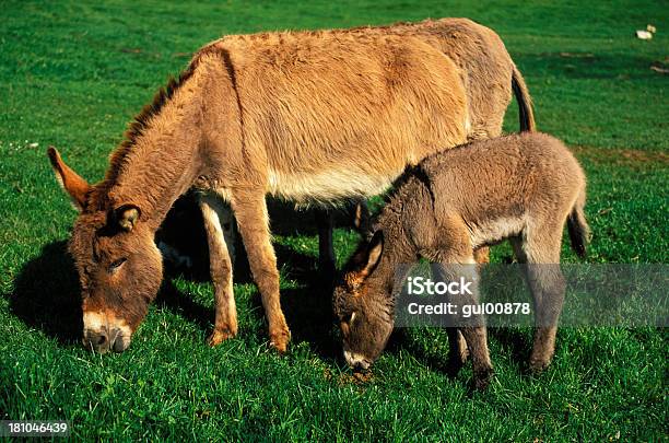 Donkey 먹기에 대한 스톡 사진 및 기타 이미지 - 먹기, 야생당나귀, 0명