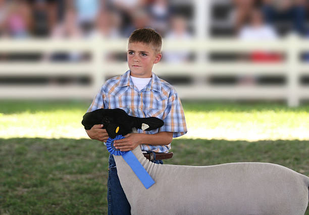 montrer à la county fair - lamb young animal sheep livestock photos et images de collection