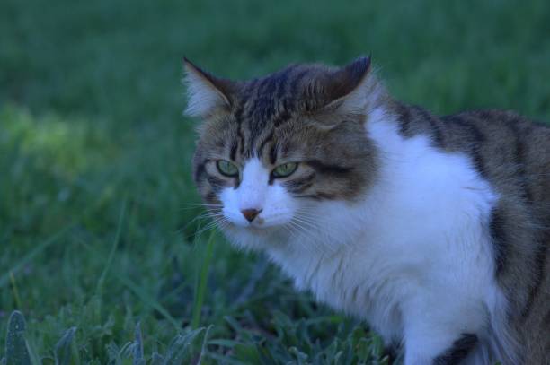 istock Beautiful cat portrait 1810465212
