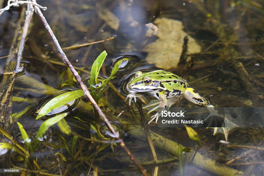 frog - Lizenzfrei Frosch Stock-Foto