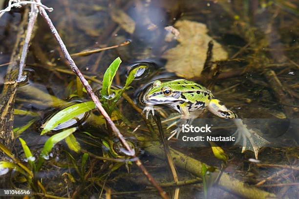 Frog Stockfoto und mehr Bilder von Frosch - Frosch, Schwimmen, Amphibie