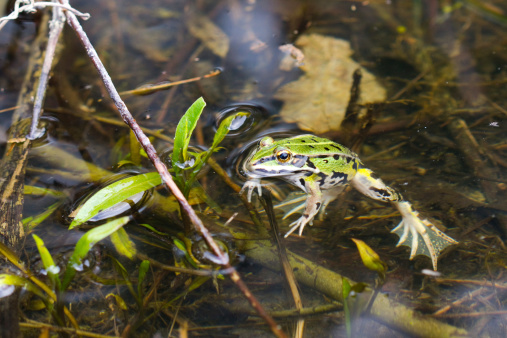 Frog face hiding amongst the pond weed