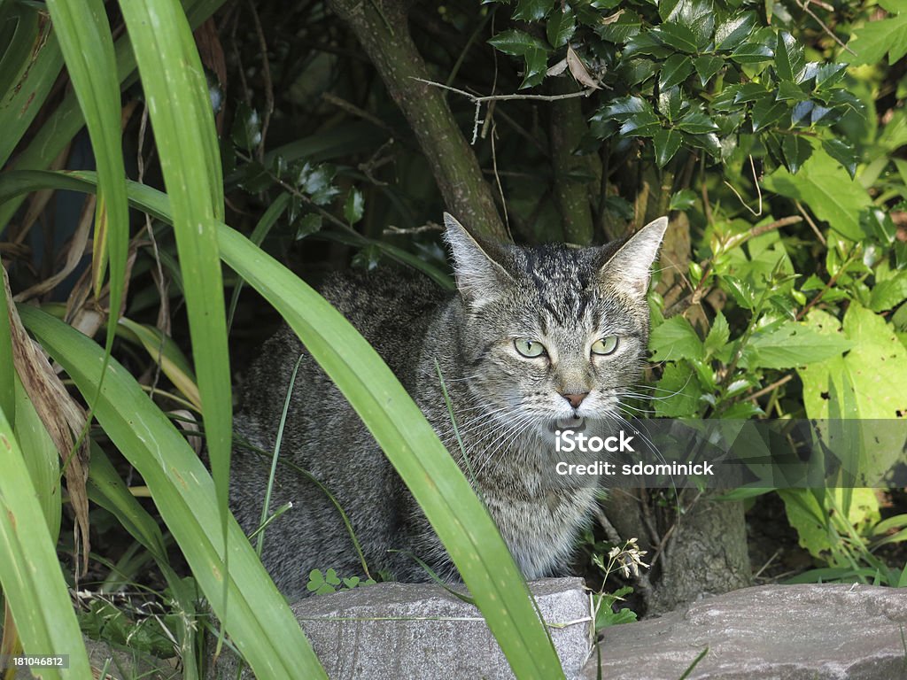 Chat tigré, Tabby Miaulement air - Photo de Animal errant libre de droits