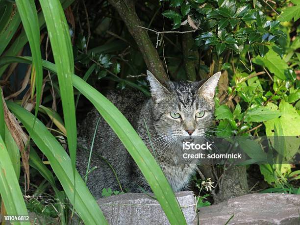 Photo libre de droit de Chat Tigré Tabby Miaulement Air banque d'images et plus d'images libres de droit de Animal errant - Animal errant, Animaux de compagnie, Bouche ouverte