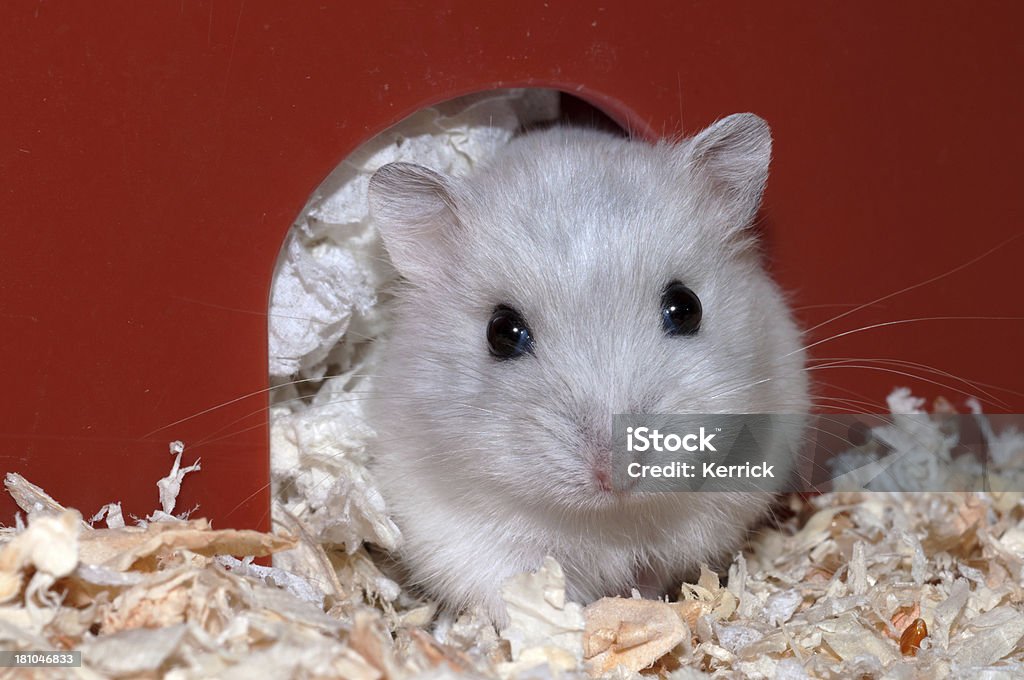 Zuckerhut Hamster – 4 Wochen alt - Lizenzfrei Einzelner Gegenstand Stock-Foto