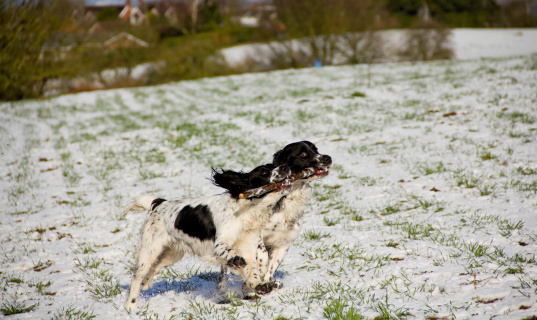 Two pretty spaniels sharing one stick as they play in the snow on a cold winters day in rural Shropshire.