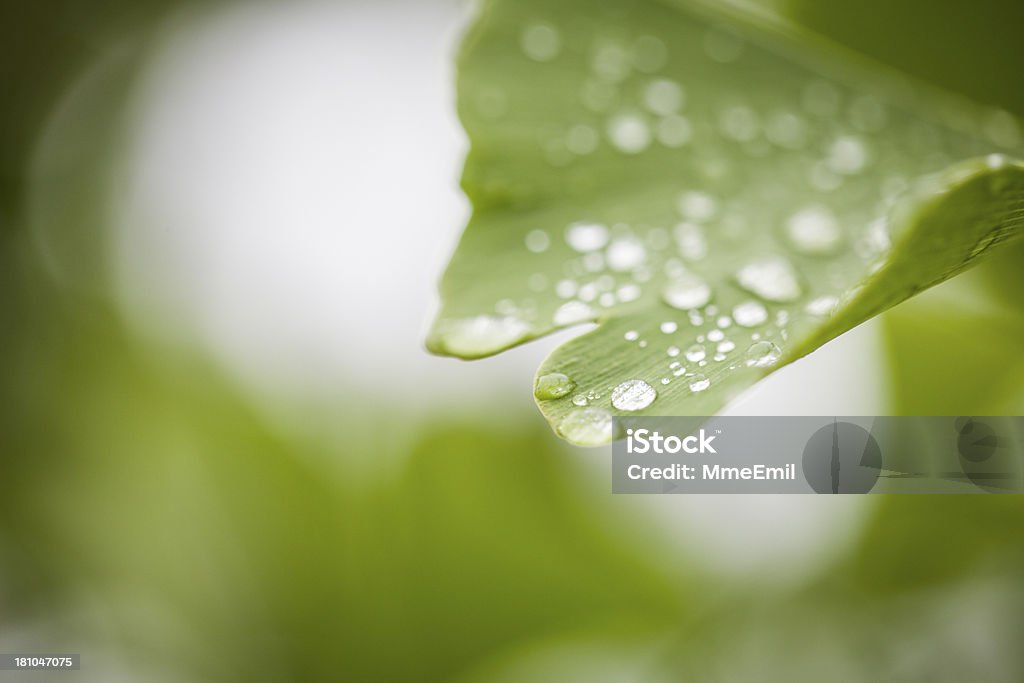 Ginkgo Biloba - Foto de stock de Agua libre de derechos