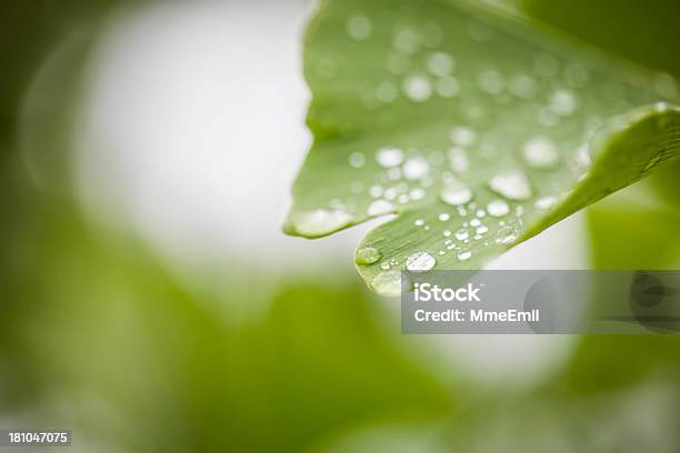 Ginkgo Biloba - Fotografie stock e altre immagini di Acqua - Acqua, Ambientazione esterna, Ambiente