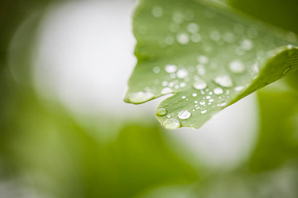 ginkgo biloba (miłorząb japoński) - drop defocused focus on foreground herbal medicine zdjęcia i obrazy z banku zdjęć