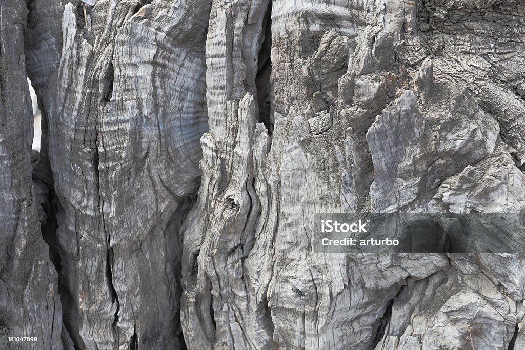 grey wooden olive tree bark  background Cyprus Backgrounds Stock Photo