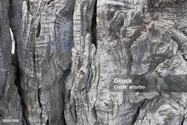 Grey Wooden Olive Tree Bark Background Cyprus Stock Photo - Download Image Now - Backgrounds, Brown, Color Image