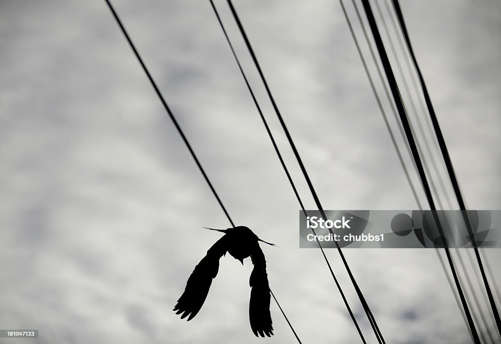 Ave en vuelo - Foto de stock de Alambre libre de derechos