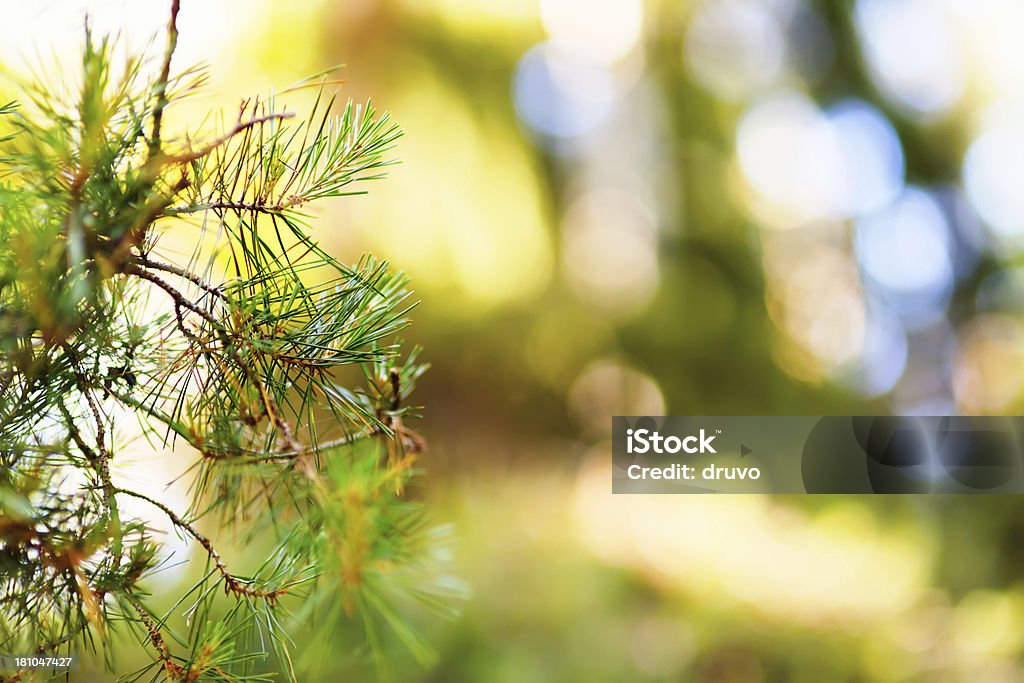 Pin gros plan - Photo de Aiguille - Partie d'une plante libre de droits