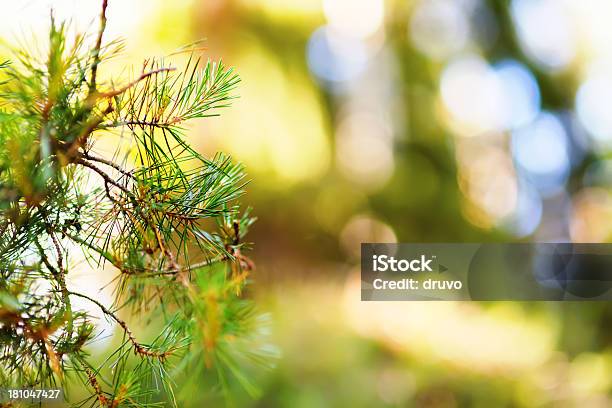 Foto de Pine Tree Detalhe e mais fotos de stock de Amarelo - Amarelo, Beleza, Beleza natural - Natureza