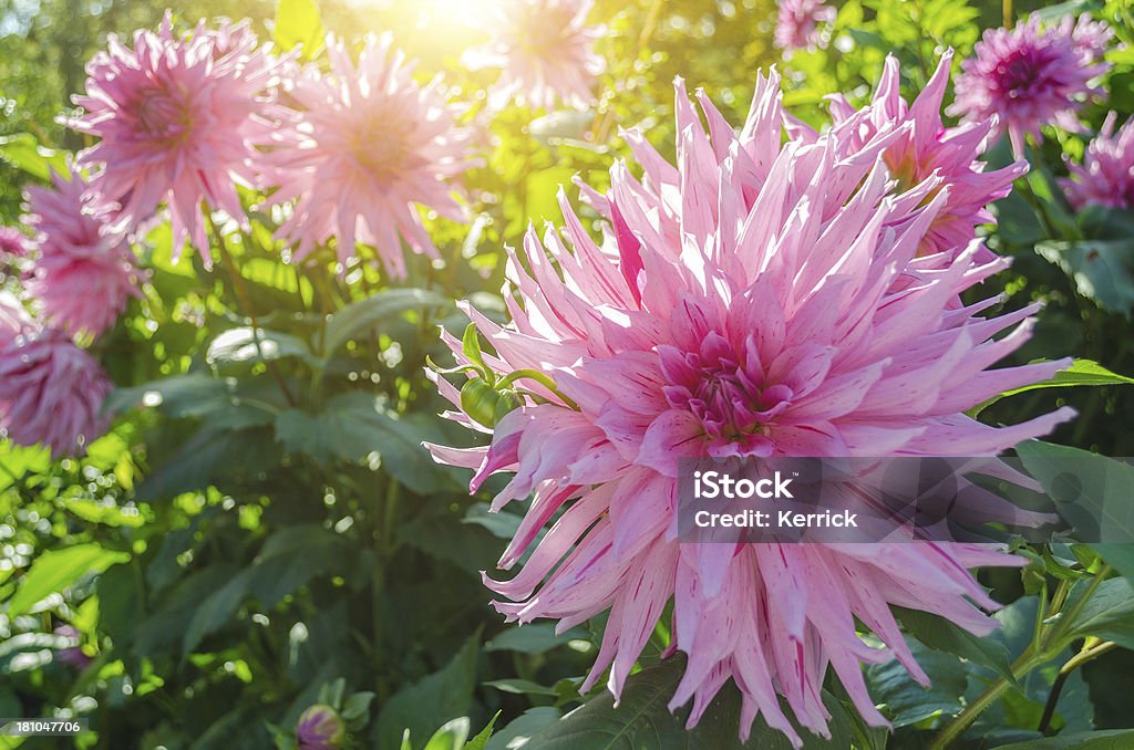 Bunte Dahlie im Sonnenlicht - Lizenzfrei Baumblüte Stock-Foto