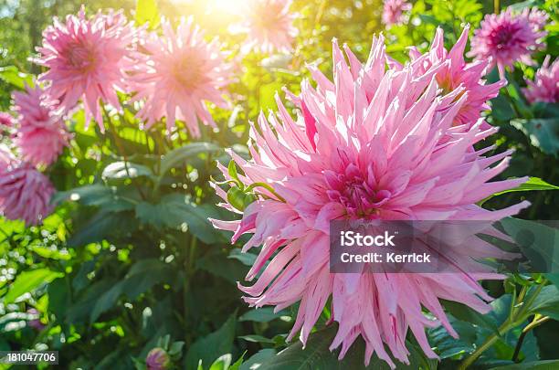 Bunte Dahlie Im Sonnenlicht Stockfoto und mehr Bilder von Baumblüte - Baumblüte, Blume, Blumenbeet