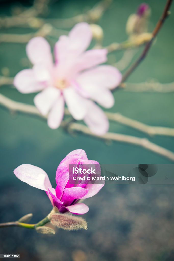 Magnolia - Lizenzfrei Ast - Pflanzenbestandteil Stock-Foto