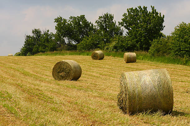 istock Hay of bales 181048011