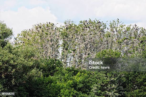 Colonia Di Un Cormorano In Brandeburgo Germania - Fotografie stock e altre immagini di Acqua