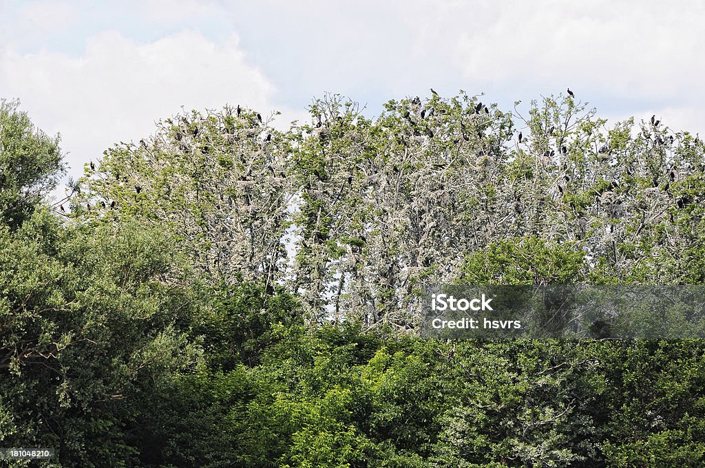 집락 훌륭한 가마우지 (Phalacrocorax carbo) 브란덴브루크 독일 - 로열티 프리 0명 스톡 사진